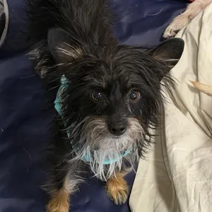 Lala Lou