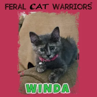 Winda