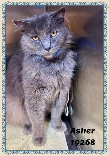 ASHER