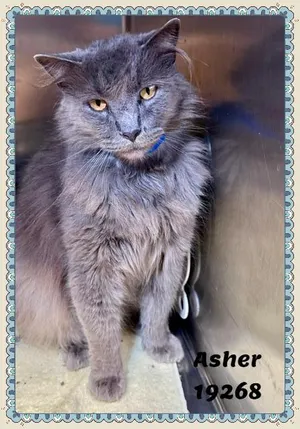 ASHER