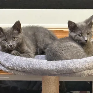 Scratchy