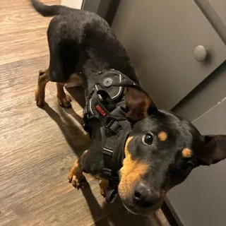 Kiba