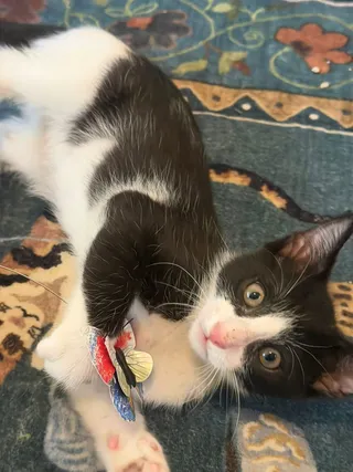 Damon