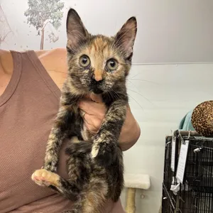 Calypso