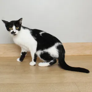 Queenie C69420