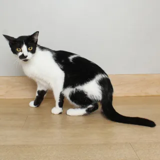 Queenie C69420