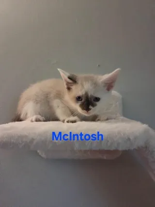 McIntosh