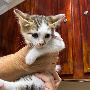 Boy kitten #3