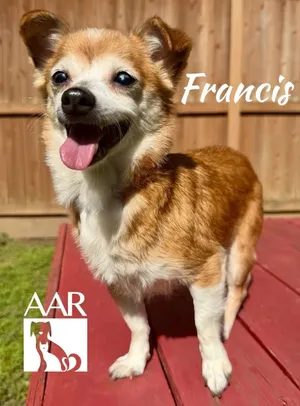 Francis