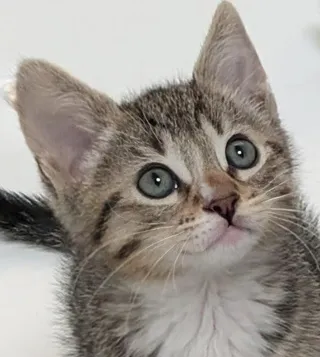 4 PACMAN KITTENS - Meet INKY (M)