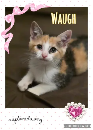 Waugh