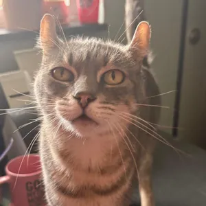 Sugar