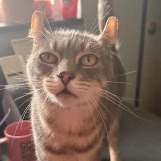 Sugar