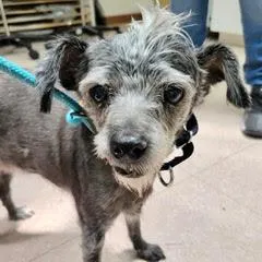 Zippy--Senior Guy Comes with Vet Care Support for Life