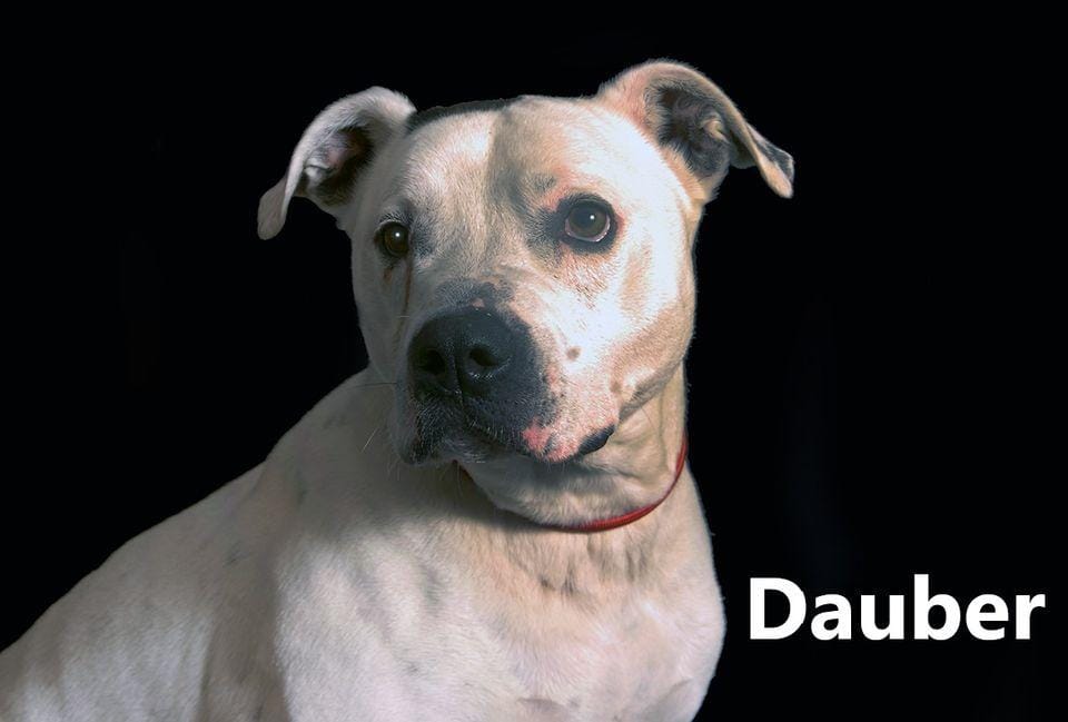 Dauber