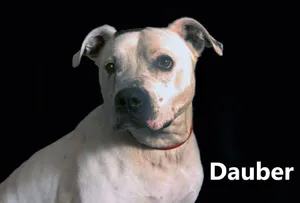 Dauber