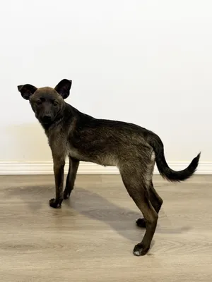 Rosita