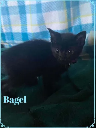 Bagel