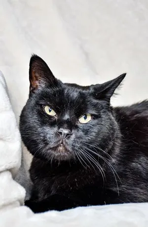 Blackie