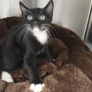 Mocha