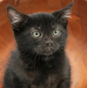 Luna Kylie is ready for moonlight snugs - she's amazing