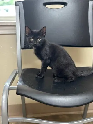 Arlo