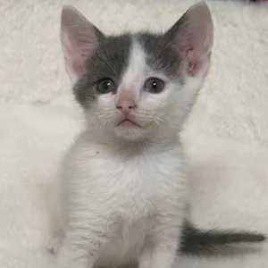 Graham Cracker
