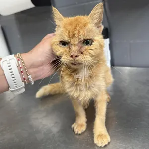 TUSC-Stray-84981