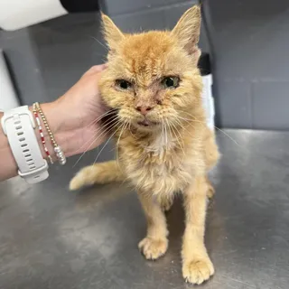 TUSC-Stray-84981