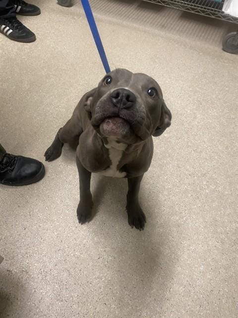 FIONA