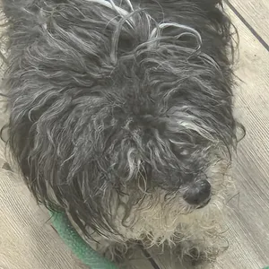 Dasher