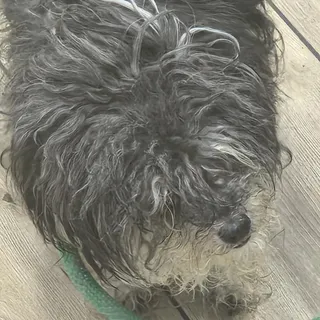 Dasher