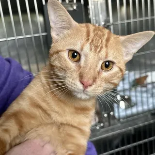 Oscar