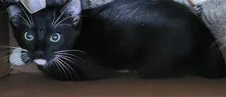 CHARLIE