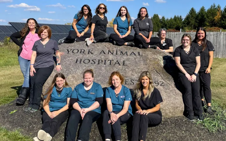 9. York Animal Hospital